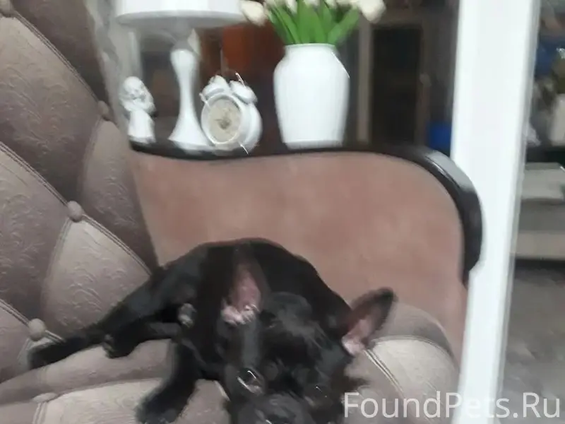 Найден щенок французского бульдога, Октябрьский