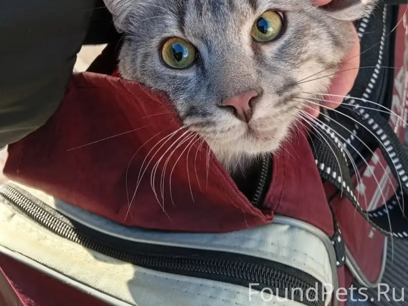 Найден кот, Санкт-Петербург, Центральный район