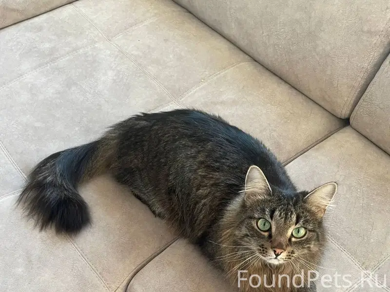 Пропал кот Мёрфи, район ул. Карадырская