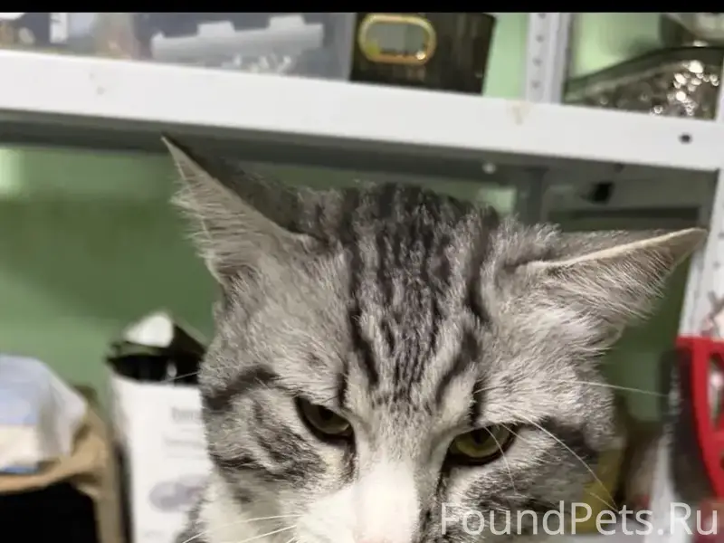 Найден кот