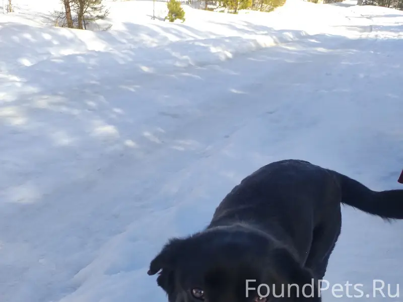 Пропал чёрный лабрадор/метис, территория нового пруда, Бакал