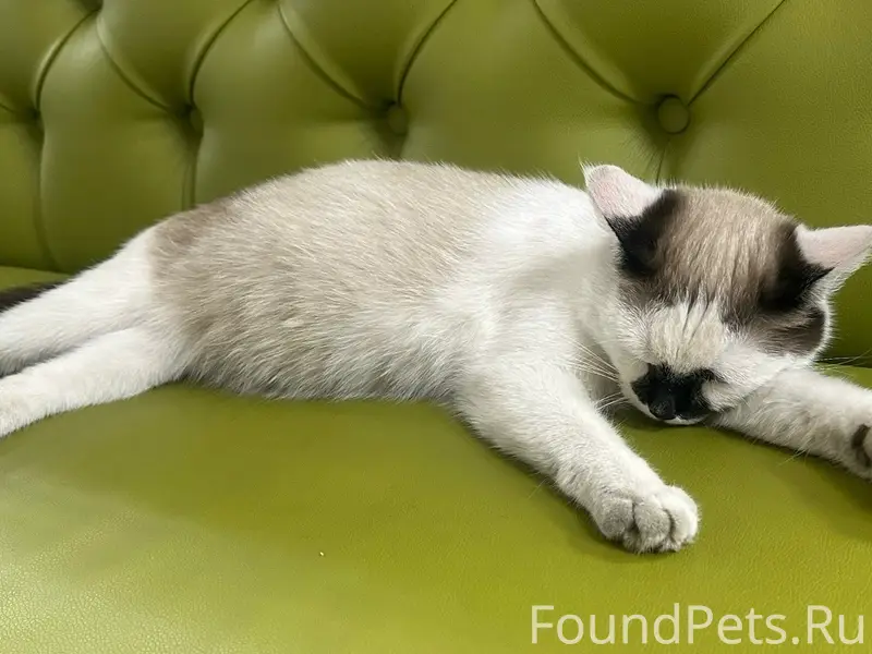 Найдена кошка, район Сельхозхимия