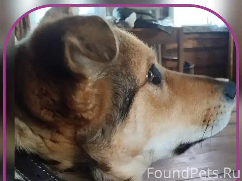 Пропал метис Малыш, Скупшинино