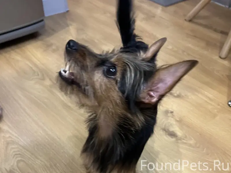 Найдена собачка на ул. Варвашеня