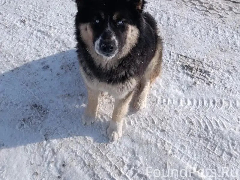 Пропал кабель Шурка, Ильинка, Астрахань
