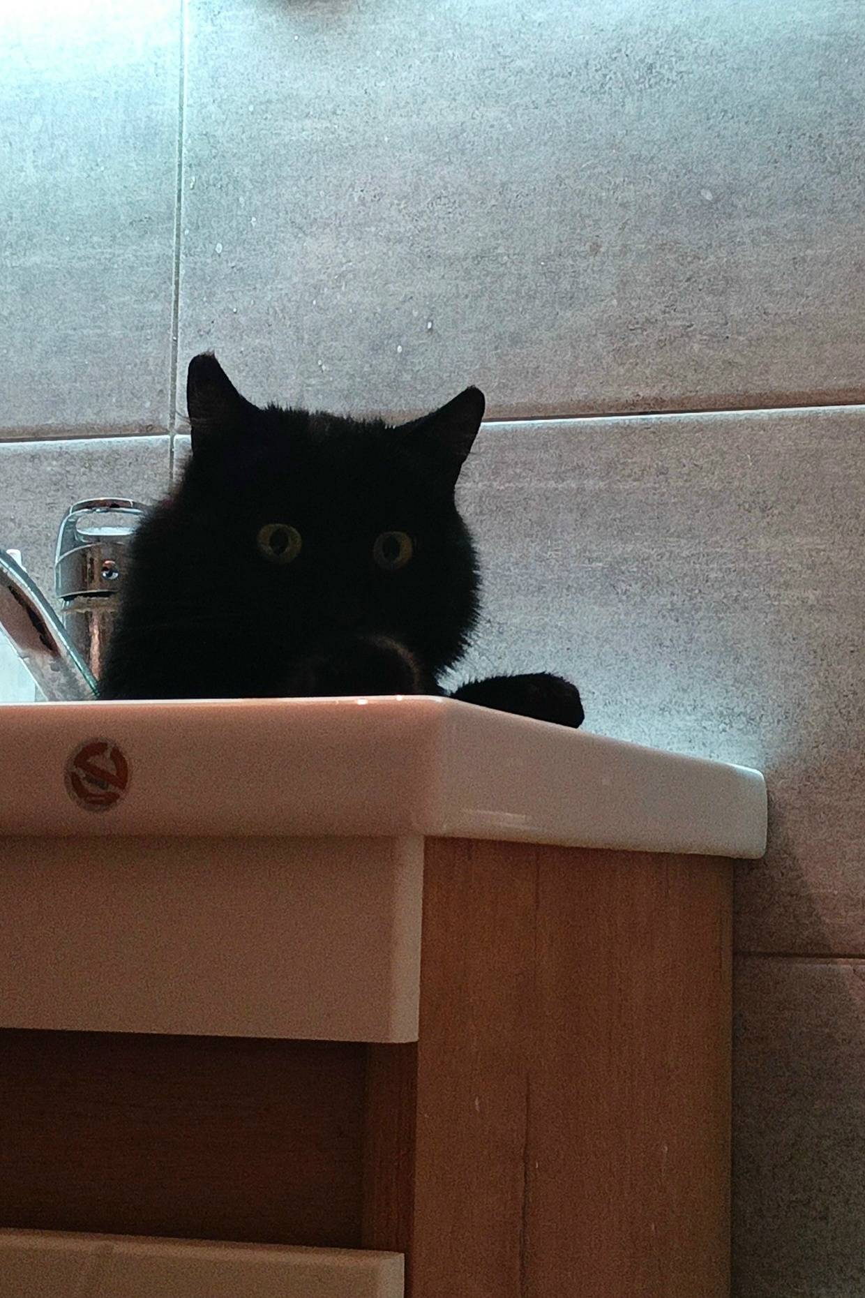 Пропала кошка, чёрный окрас, 6 микр 24 дом