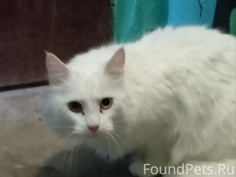 Найден кот, Проспект Ленина 143б