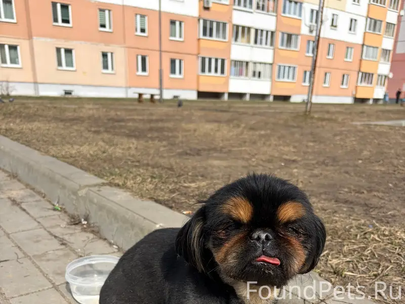 Найден тип собака, Могилев