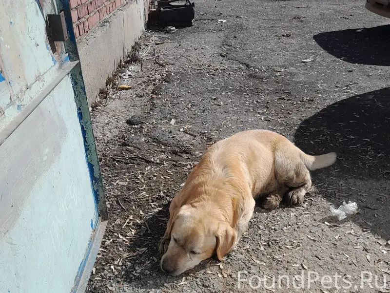 Пропал пёс, улица 60 лет Октября