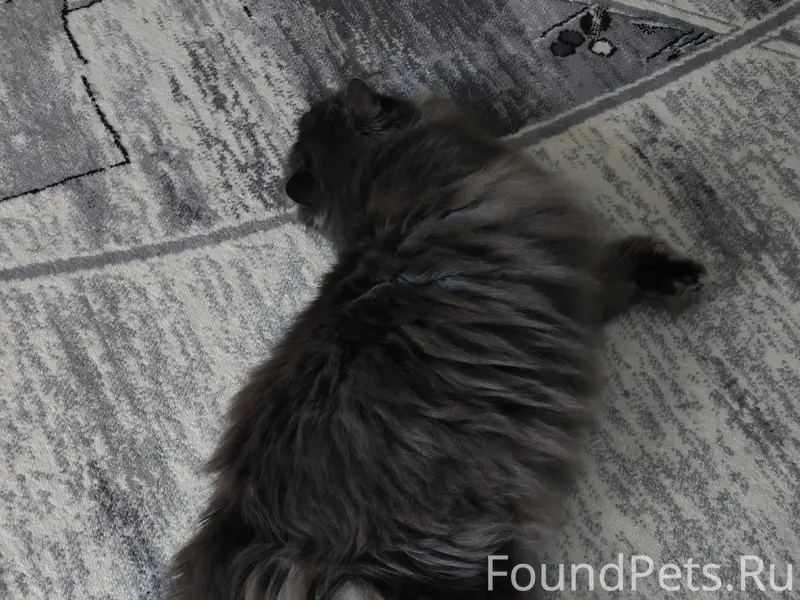 Найден кот, пр. Победы, 186