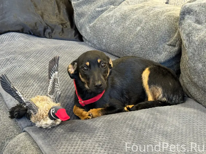 Найден щенок, девочка, город