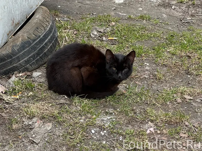 Найден чёрный котик, район Сельма