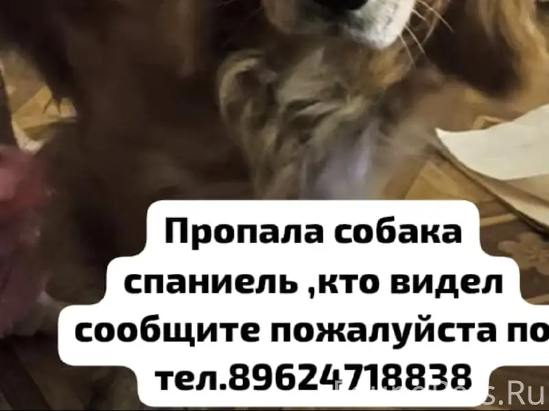 Пропала собака спаниель, без местоположения