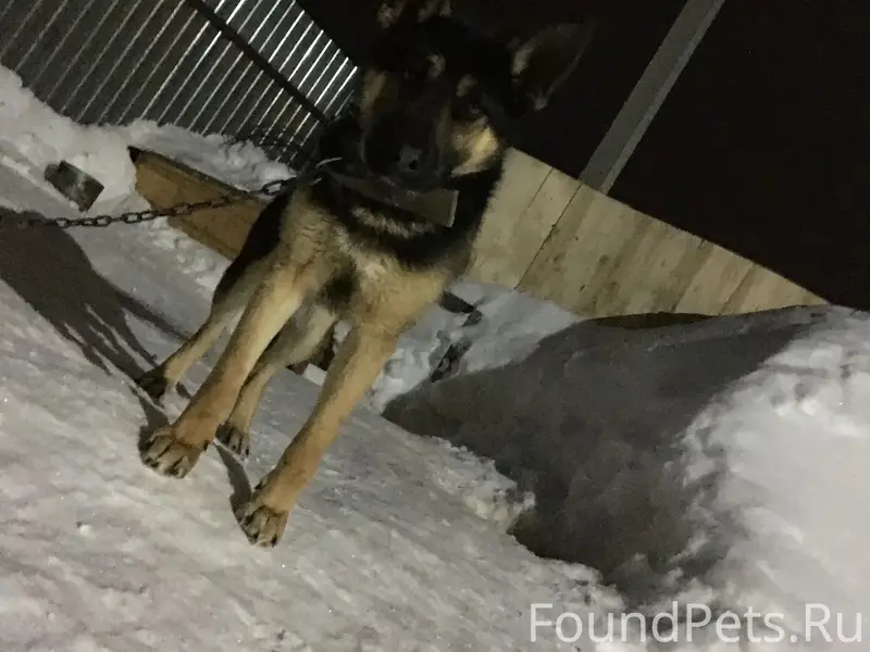 Пропал мальчик-овчарка, Иглино