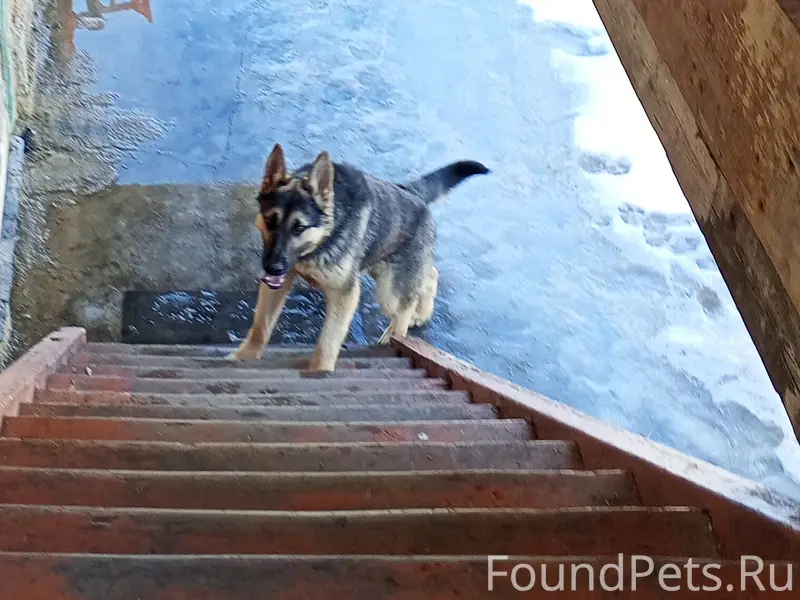 Пропал пёс, Сахзавод, Вертуновка