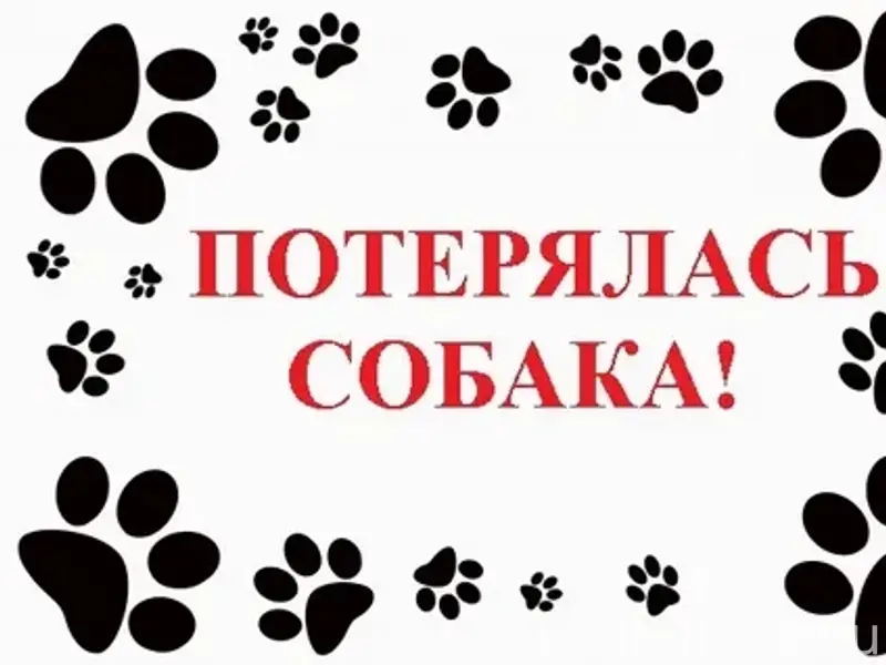 Пропала собака Муха, село Старцево