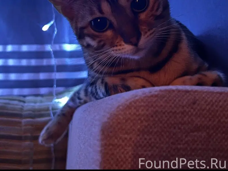 Пропала кошка Тося, Румянцева