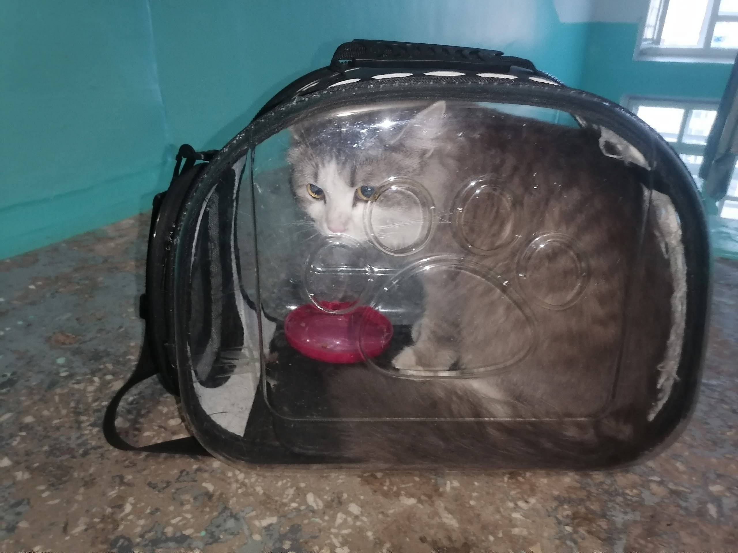 Найдена кошка, 9 микрорайон