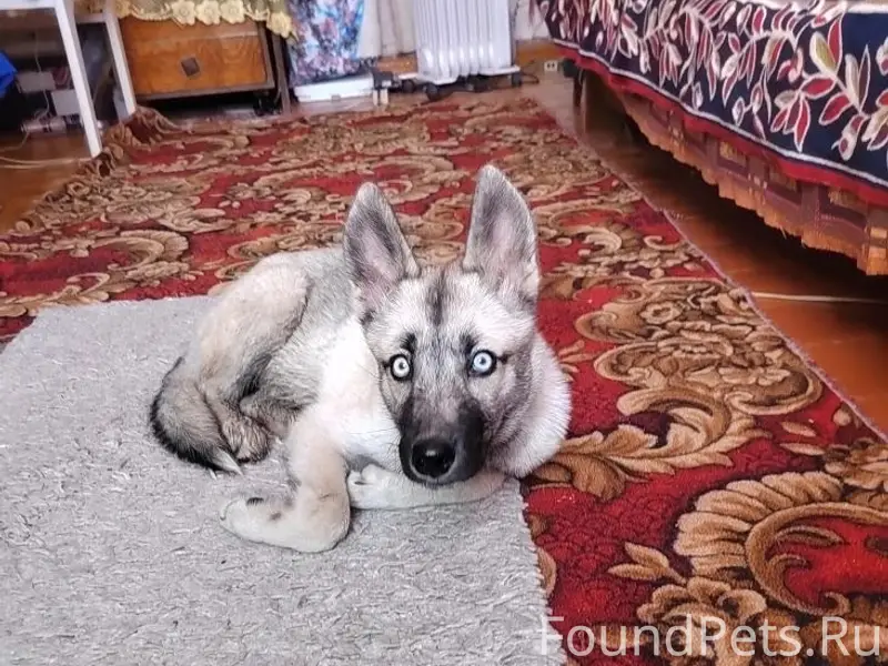 Найден щенок Хаски, волчий окрас
