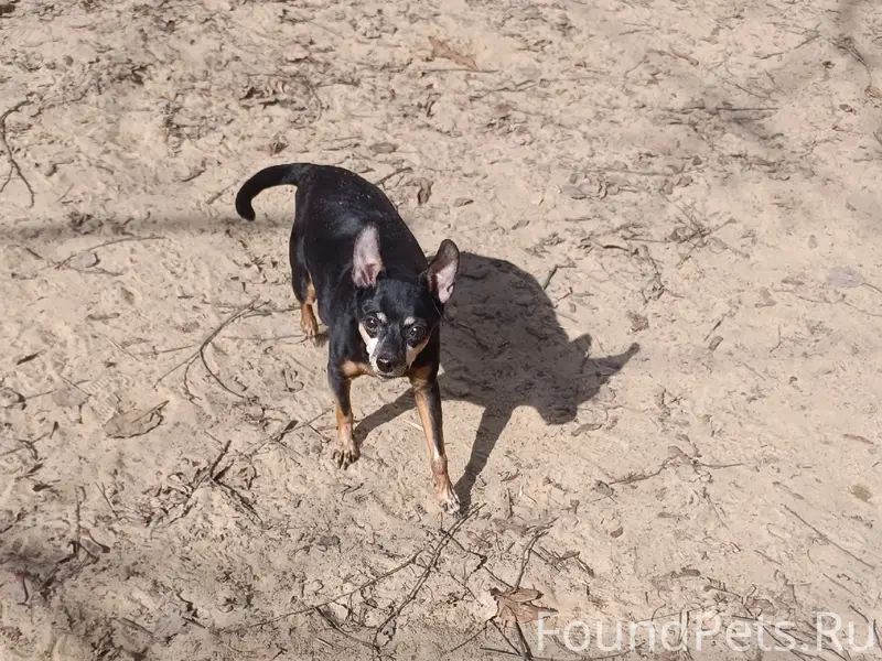 Пропал пёс, улица Моисеева