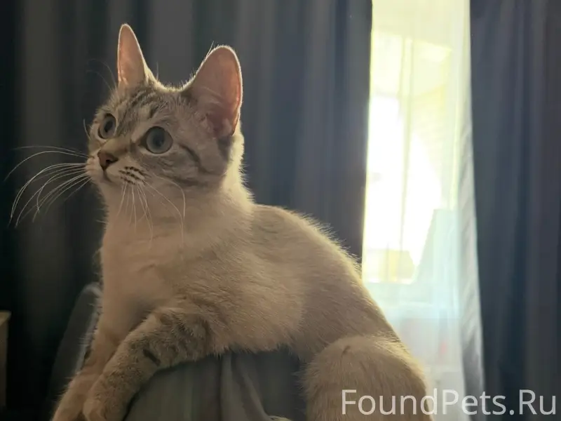 Пропала серо-белая кошка, похожа на сиамскую, Комсомольская