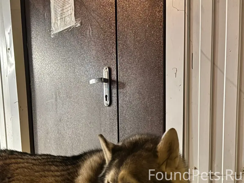 Пропала собака, Военный городок-2