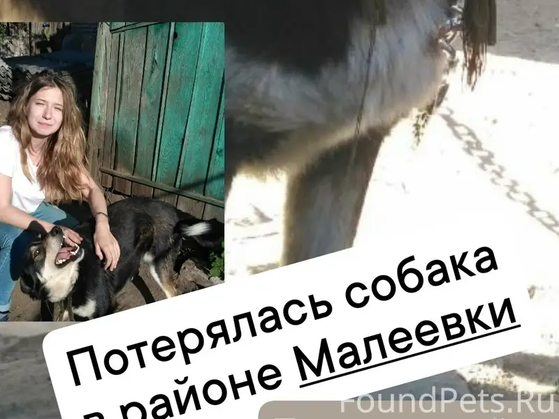 Пропала собака, Малеевка