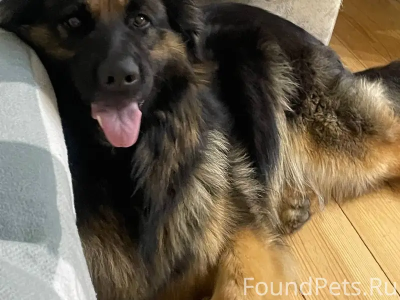 Пропала немецкая овчарка Мия, Чебоксары