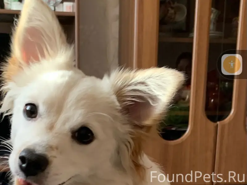 Пропала собака, Архангельск