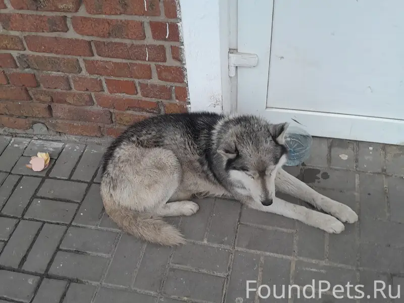 Найден пёс, Новая Соковка