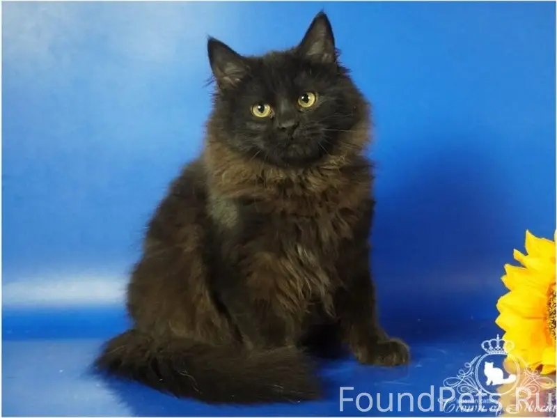 Пропал чёрный кот, 23 мкр