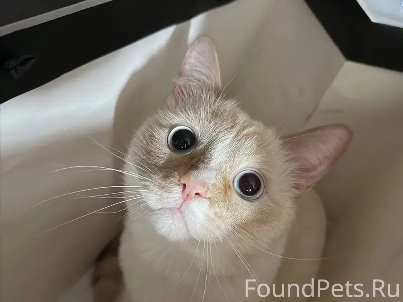 Пропал кот Каспер, Майская 7