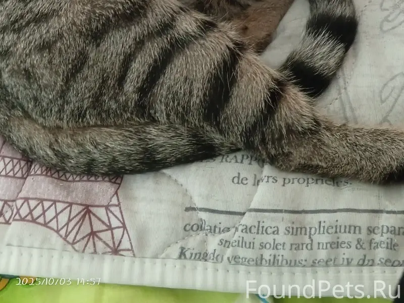 Пропала кошка Буся, ул. Забабахина