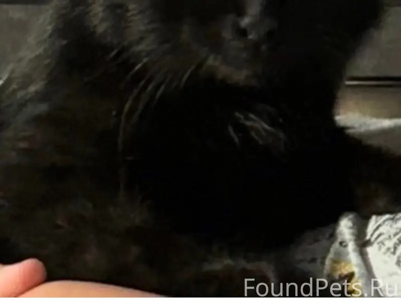 Пропал кот, рудник, улица Лесная