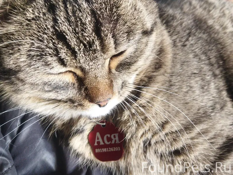 Пропала кошка Ася