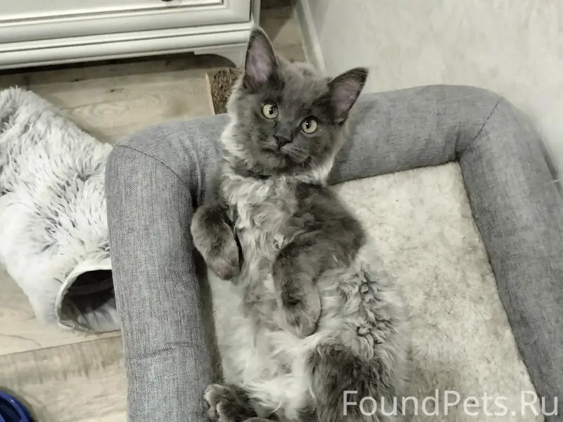 Найден котёнок, ул. Мира, 30