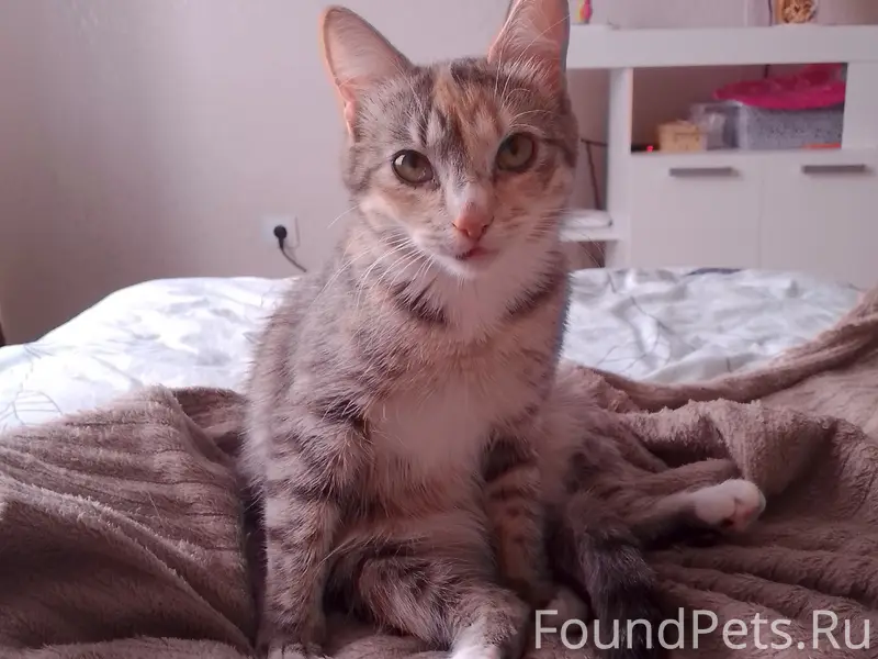 Пропала кошка Муся, Ленина 3