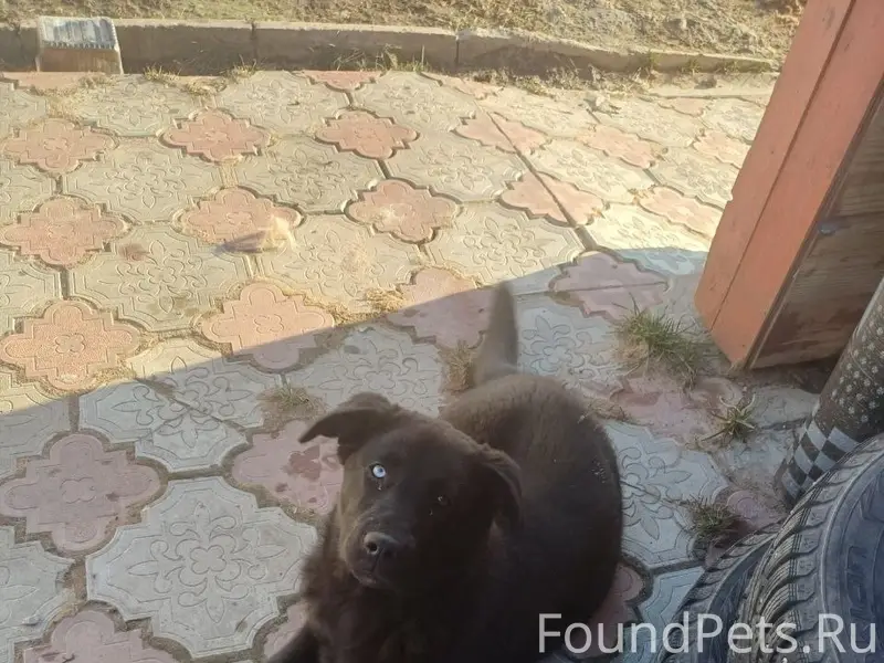 Найден щенок