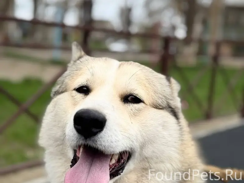 Пропал Западно-Сибирский лайка Хан, район Западного кладбища