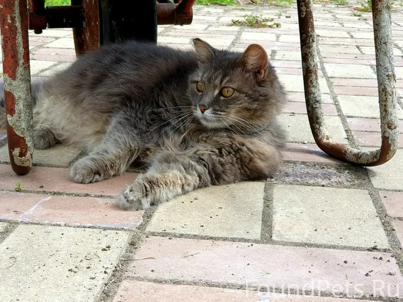 Пропала кошка Киса, Жилой посёлок Берёзовая Роща