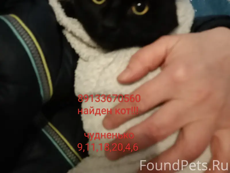 Найден кот, Барнаул