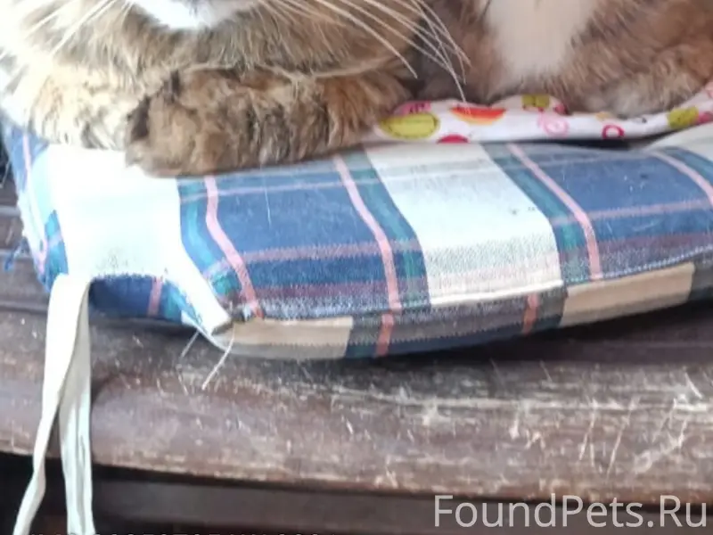 Пропали кот и кошка Шустрик и Фрося, посёлок Семрино