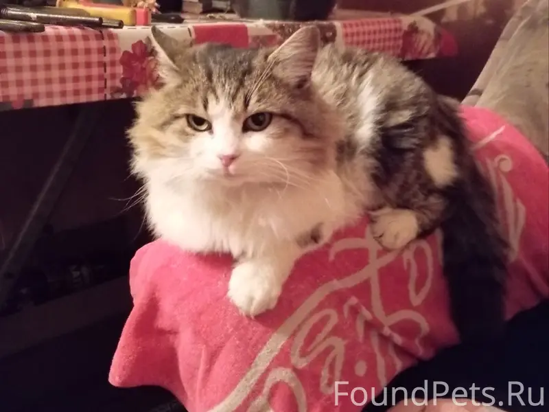 Пропал кот, хутор, остановка возле магазина 'Лесной'