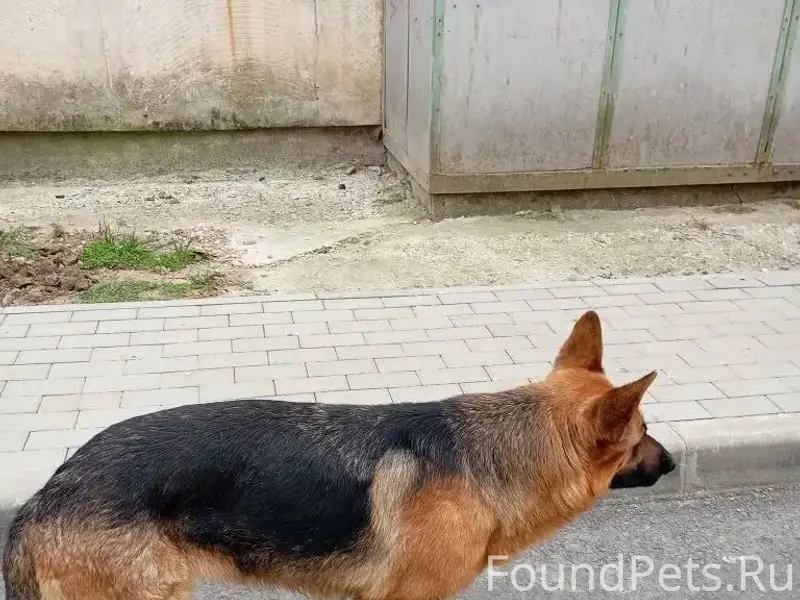 Пропала немецкая овчарка Нора, Симферополь
