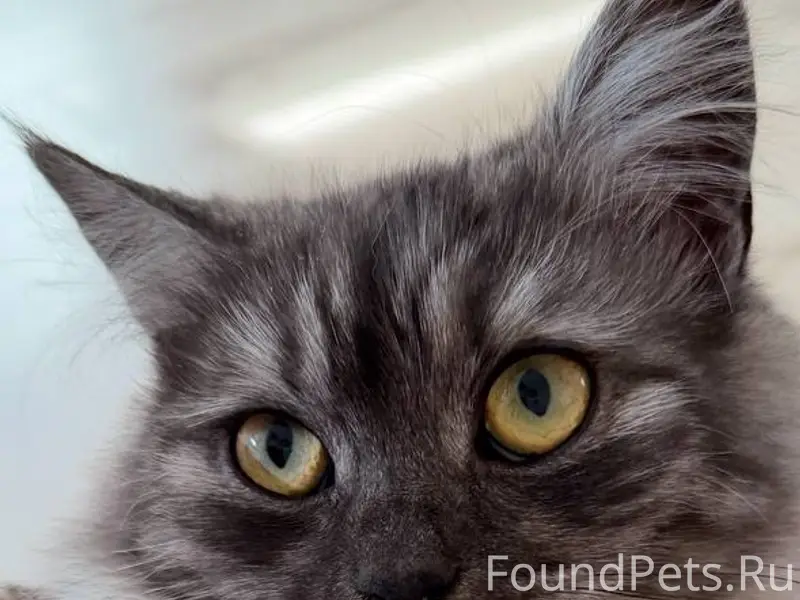 Пропала кошка Муся, Малая Пурга