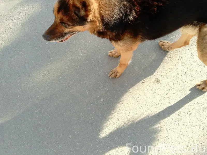 Найден добрый пёс, глухой и слепой