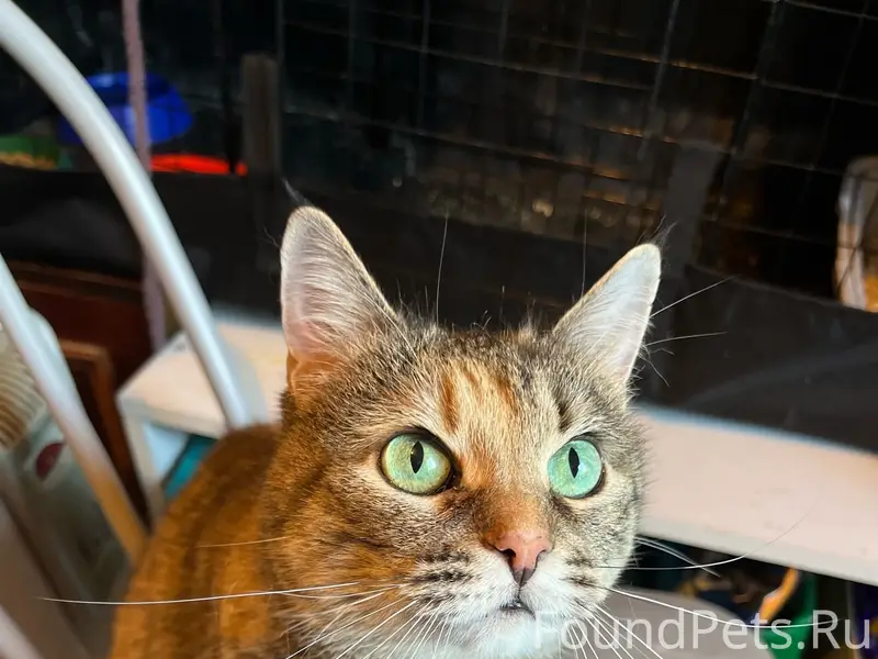 Пропала кошка Мальбора (Маля), пер. Нигозерский