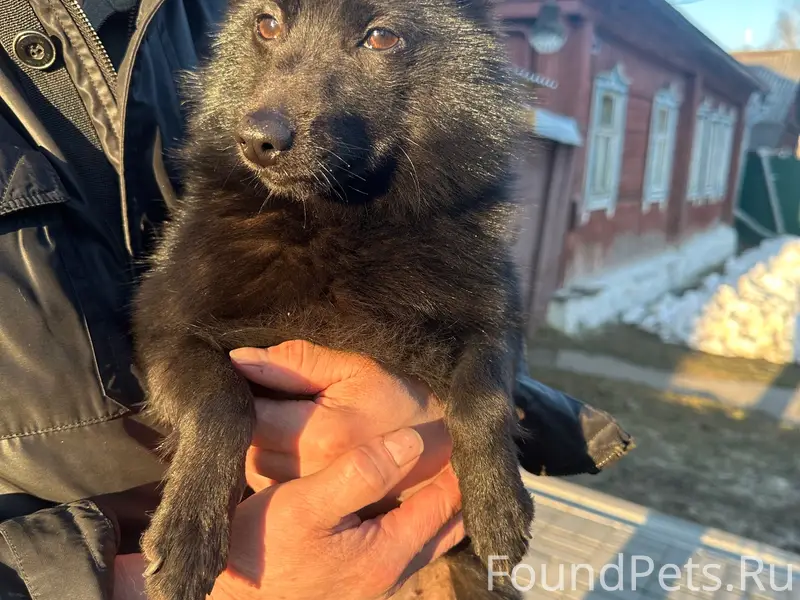 Найдена собака, Калуга, улица Прончищева