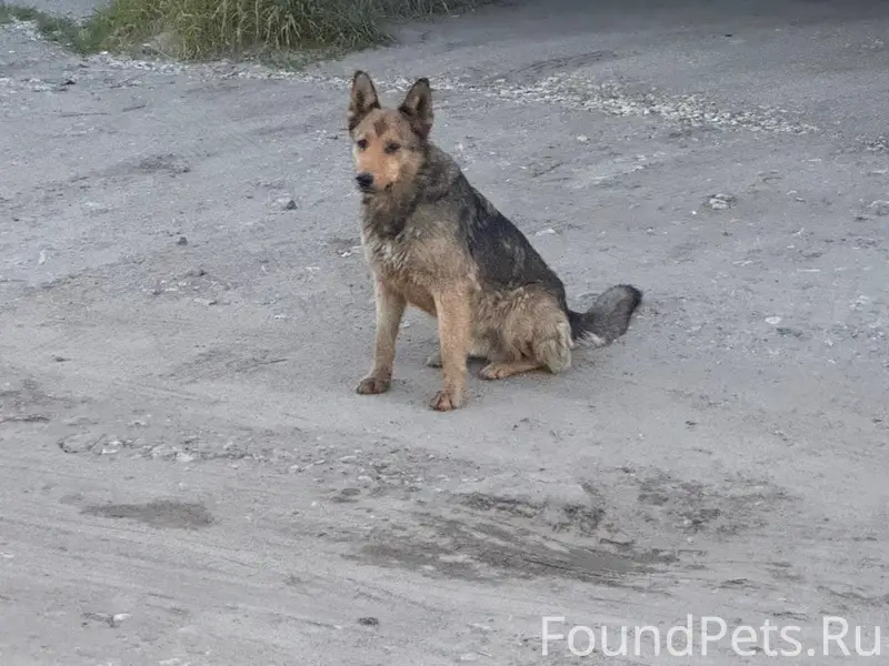 Пропали собаки, 6-й микрорайон