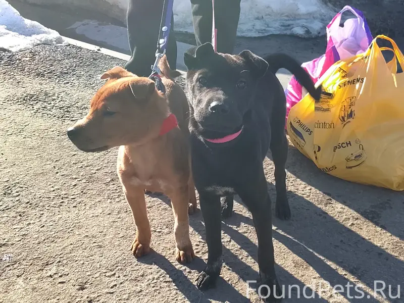 Пропал щенок Зевс, район центра